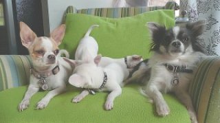 puppies-045-300x168