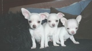 sonny-and-twins-110-300x168