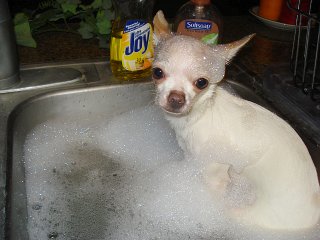 dog Grooming Phoenix, Dog Grooming Downtown Phoenix, Dog Grooming Central Phoenix