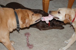 Dog Sitting Phoenix, Dog sitting Dog Sitting Phoenix, Dog Sitting Downtown Phoenix, Dog Sitting Central Phoenix
