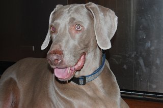 Dog Sitting Phoenix, Dog sitting Dog Sitting Phoenix, Dog Sitting Downtown Phoenix, Dog Sitting Central Phoenix