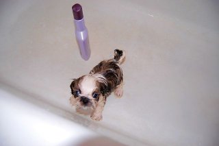 Contact Heidi's Historic Home & Pet Care for Phx Dog Grooming, Phx Pet Sitting, Phx Dog Walking, Phx Dog Boarding, And Phx Doggie Day Care... Heidi was voted the #1 Pet Sitter in All of Arizona!