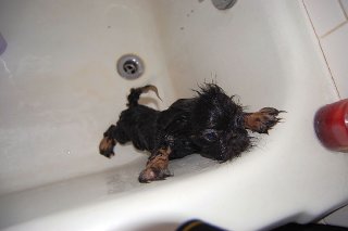 Contact Heidi's Historic Home & Pet Care for Phx Dog Grooming, Phx Pet Sitting, Phx Dog Walking, Phx Dog Boarding, And Phx Doggie Day Care... Heidi was voted the #1 Pet Sitter in All of Arizona!