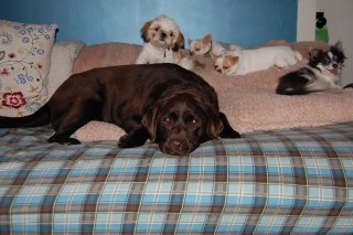dog-boarding-phoenix-012
