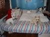 doggie-day-care-phx-037