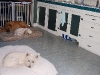 doggie-day-care-phx-042
