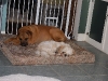 doggie-day-care-phx-043