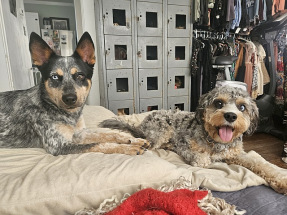 Best-Dog-Boarding-in-Arizona-Best-Dog-Sitting-service-in-Phoenix-Arizona-Best-Pet-Sitter-in-Phoenix-Arizona-Heidis-Historic-Home-Pet-Care4