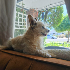 Best-Dog-Boarding-in-Phoenix-with-Heids-Historic-Home-Pet-Care