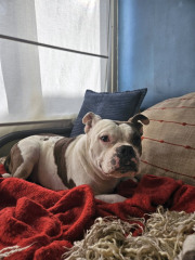 Best-Dog-Boarding-in-Phoenix-with-Heids-Historic-Home-Pet-Care3