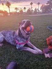 Best-Dog-Walker-in-Arizona-Best-Dog-Sitting-service-in-Phoenix-Arizona-Best-Pet-Sitter-in-Phoenix-Arizona-Heidis-Historic-Home-Pet-Care6