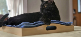 Best-Cat-Sitting-in-Phoenix-Best-Pet-Sitting-in-Phoenix-Heidis-Historic-Home-Pet-Care