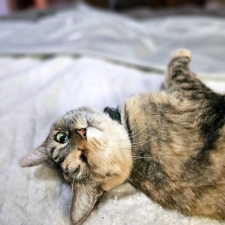 Best-Cat-Sitting-in-Phoenix-Best-Pet-Sitting-in-Phoenix-Heidis-Historic-Home-Pet-Care2