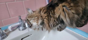 Best-Cat-Sitting-in-Phoenix-Best-Pet-Sitting-in-Phoenix-Heidis-Historic-Home-Pet-Care3