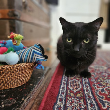 Best-Cat-Sitting-in-Phoenix-Best-Pet-Sitting-in-Phoenix-Heidis-Historic-Home-Pet-Care4