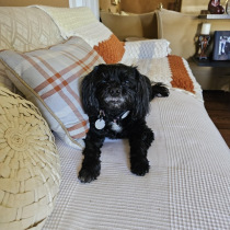 Best-Dog-Boarding-in-Phoenix-with-Heids-Historic-Home-Pet-Care2