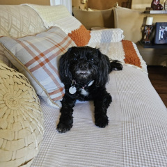 Best-Dog-Boarding-in-Phoenix-with-Heids-Historic-Home-Pet-Care2