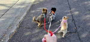 Best-Dog-Walker-in-Phoenix-Best-Dog-Walking-in-Phoenix-with-Heidis-Historic-Home-Pet-Care