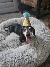 Best-Pet-Sitting-and-Dog-Walking-with-Heidis-Historic-Home-Pet-Care