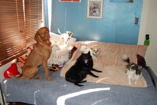 Contact Heidi's Historic Home & Pet Care for Phx Pet Sitting, Phx Dog Walking, Phx Dog Boarding, And Phx Doggie Day Care... Heidi was voted the #1 Pet Sitter in All of Arizona!
