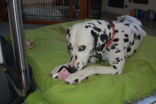 Contact Heidi's Historic Home & Pet Care for Phx Pet Sitting, Phx Dog Walking, Phx Dog Boarding, And Phx Doggie Day Care... Heidi was voted the #1 Pet Sitter in All of Arizona!