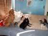 Contact Heidi's Historic Home & Pet Care for Phx Pet Sitting, Phx Dog Walking, Phx Dog Boarding, And Phx Doggie Day Care... Heidi was voted the #1 Pet Sitter in All of Arizona!