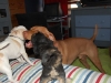 Contact Heidi's Historic Home & Pet Care for Phx Pet Sitting, Phx Dog Walking, Phx Dog Boarding, And Phx Doggie Day Care... Heidi was voted the #1 Pet Sitter in All of Arizona!