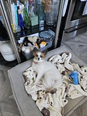 Cage-Free-Dog-Boarding-in-Phoenix-with-Heidis-Historic-Home-and-Pet-Care3