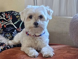 Dog-Boarding-in-Phoenix-with-Heidis-Historic-Home-and-Pet-Care