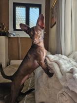 Dog-Boarding-in-Phoenix-with-Heidis-Historic-Home-and-Pet-Care5