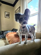 Dog-Boarding-in-Phoenix-with-Heidis-Historic-Home-and-Pet-Care6