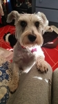 Doggie Day Care Heidis Historic Home & Pet Care9