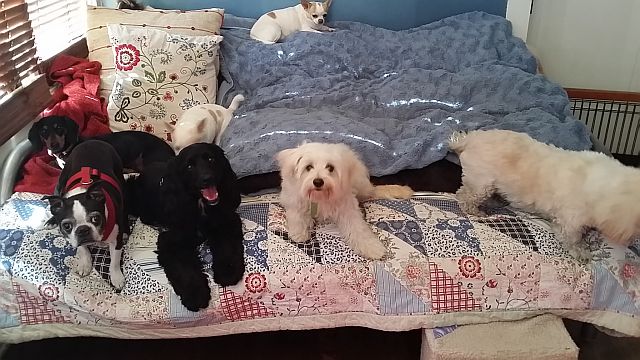 Doggie Day Care Heidis Historic Home & Pet Care6