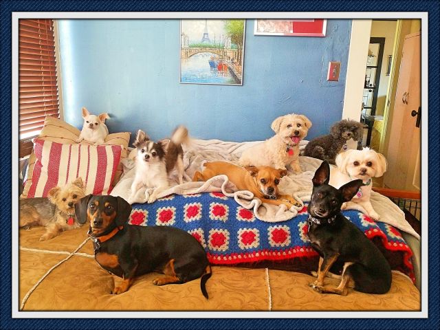 Doggie Day Care Phoenix with Heidi's Historic Home & Pet Care4