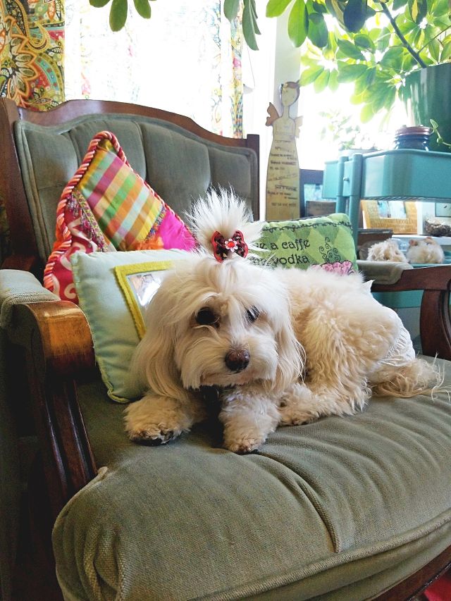Doggie Day Care with Heidi's Historic Home & Pet Care Phoenix