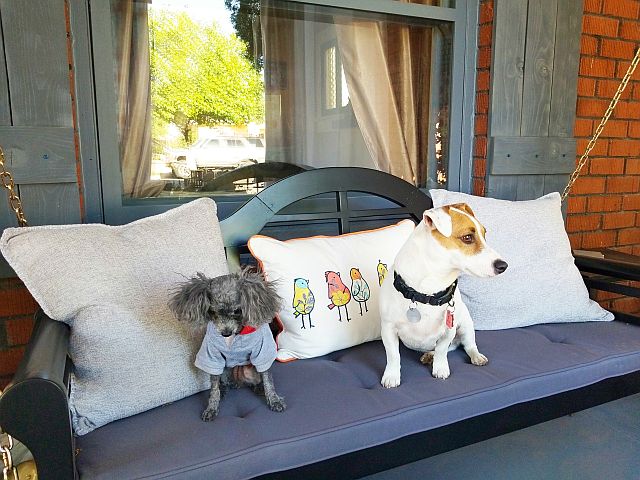 Doggie Day Care with Heidi's Historic Home & Pet Care Phoenix3