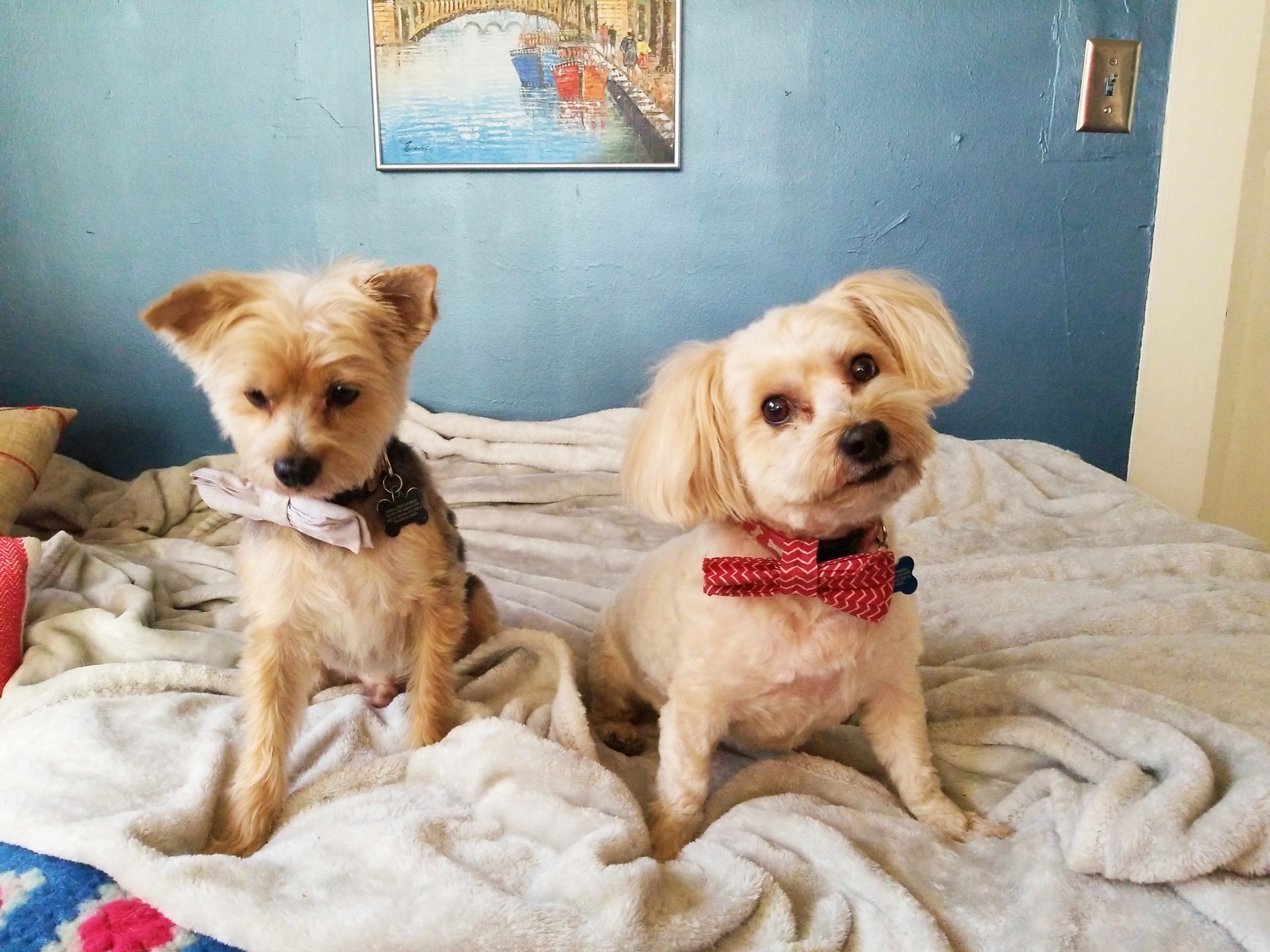 The Best Doggie Day Care in Phoenix-Heidi's Historic Home & Pet Care