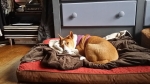 dog-boarding-in-phx-with-heidis-historic-home-pet-care24