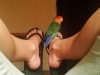 Bird Sitting Yoga in Phx with Heidi's Historic Home & Pet Care