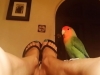 Bird Sitting Yoga in Phx with Heidi's Historic Home & Pet Care2