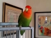 Bird Sitting in Phx with Heidi's Historic Home & Pet Care5