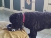 Boarding Heidis Historic Home & Pet Care