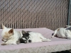 Dog Boarding Heidis Historic Home & Pet Care