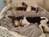 Dog Boarding Heidis Historic Home & Pet Care4