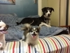 Dog Boarding in Phx with Heidi's Historic Home & Pet Care26