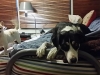 Dog Boarding in Phx with Heidi's Historic Home & Pet Care27