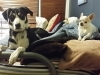Dog Boarding in Phx with Heidi's Historic Home & Pet Care28