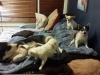 Dog Boarding in Phx with Heidi's Historic Home & Pet Care29