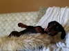 Dog Boarding in Phx with Heidi's Historic Home & Pet Care30