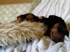 Dog Boarding in Phx with Heidi's Historic Home & Pet Care31